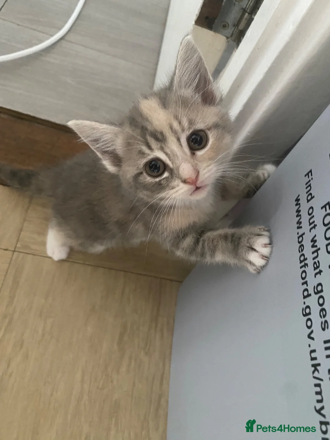 Mixed Breed cats for sale: Adorable kittens  in Bedford - Advert 1