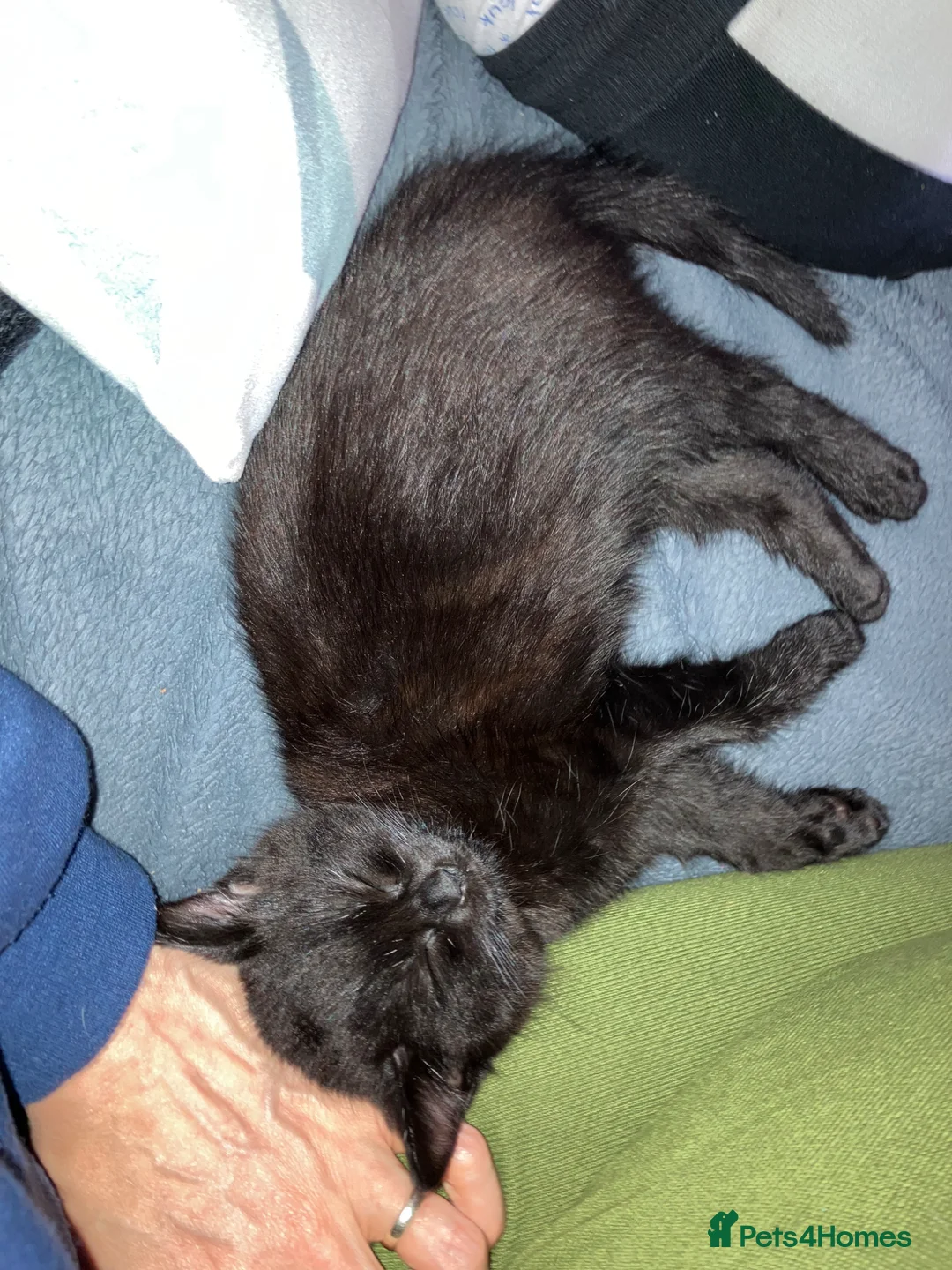 Mixed Breed cats for sale: Mother and kitten nee home together - Advert 1