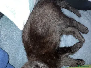 Mixed Breed cats Mother and kitten nee home together - Advert 3