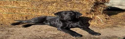 Labrador Retriever dogs for sale: Labrador Bitch Puppy  in Newcastle upon Tyne - Advert 5