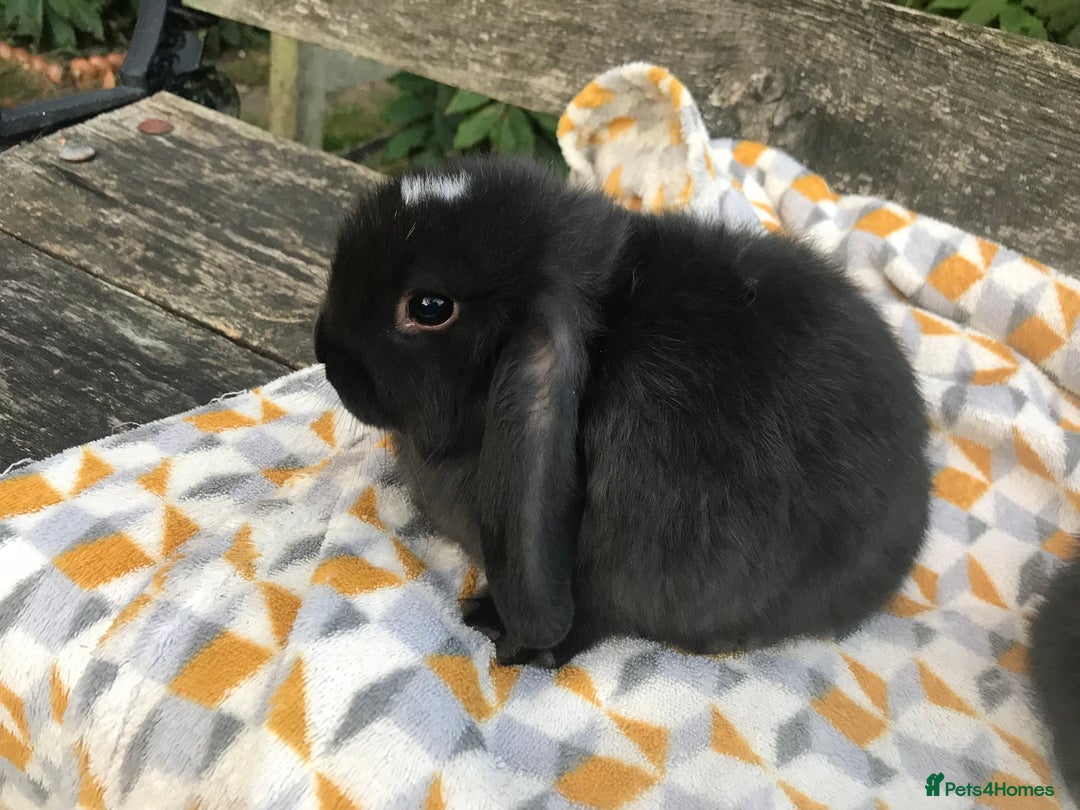 Lop Eared Bunny Black Holland Lop Rabbit Mini Lop Rabbits For Sale