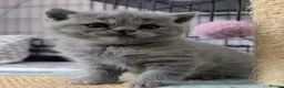 British Shorthair cats for sale: GCCF Registered British Shorthair Kittens - Advert 6