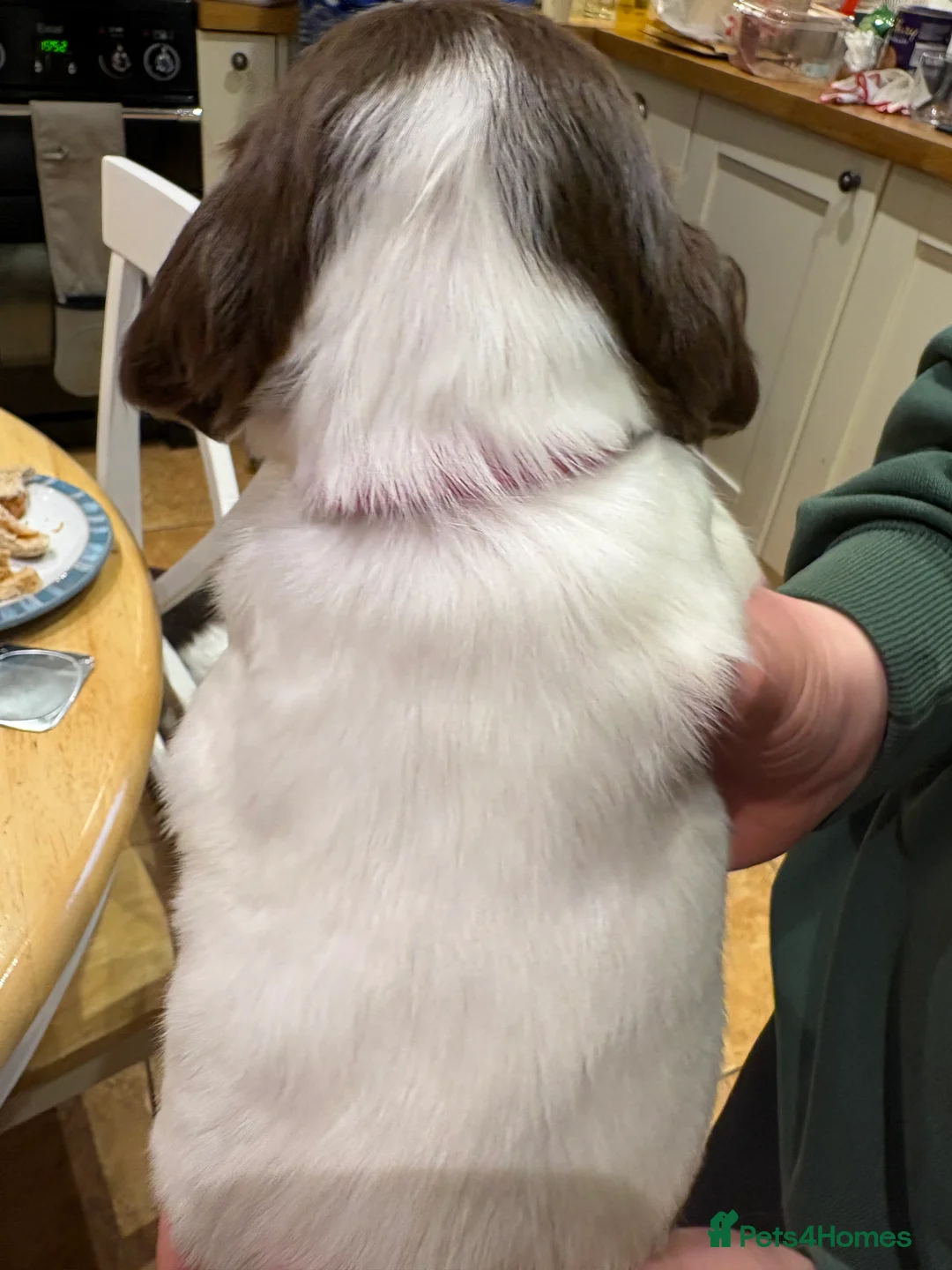 English Springer Spaniel dogs for sale: Springer Spaniels, liver and white, North Wales. - Advert 10