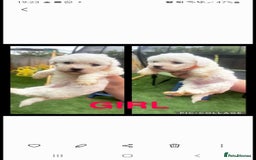 Bichon Frise dogs for stud: KC REGISTERED PROVEN STUD BEST BY FAR OVER 200 pu in Harlow - Image 10
