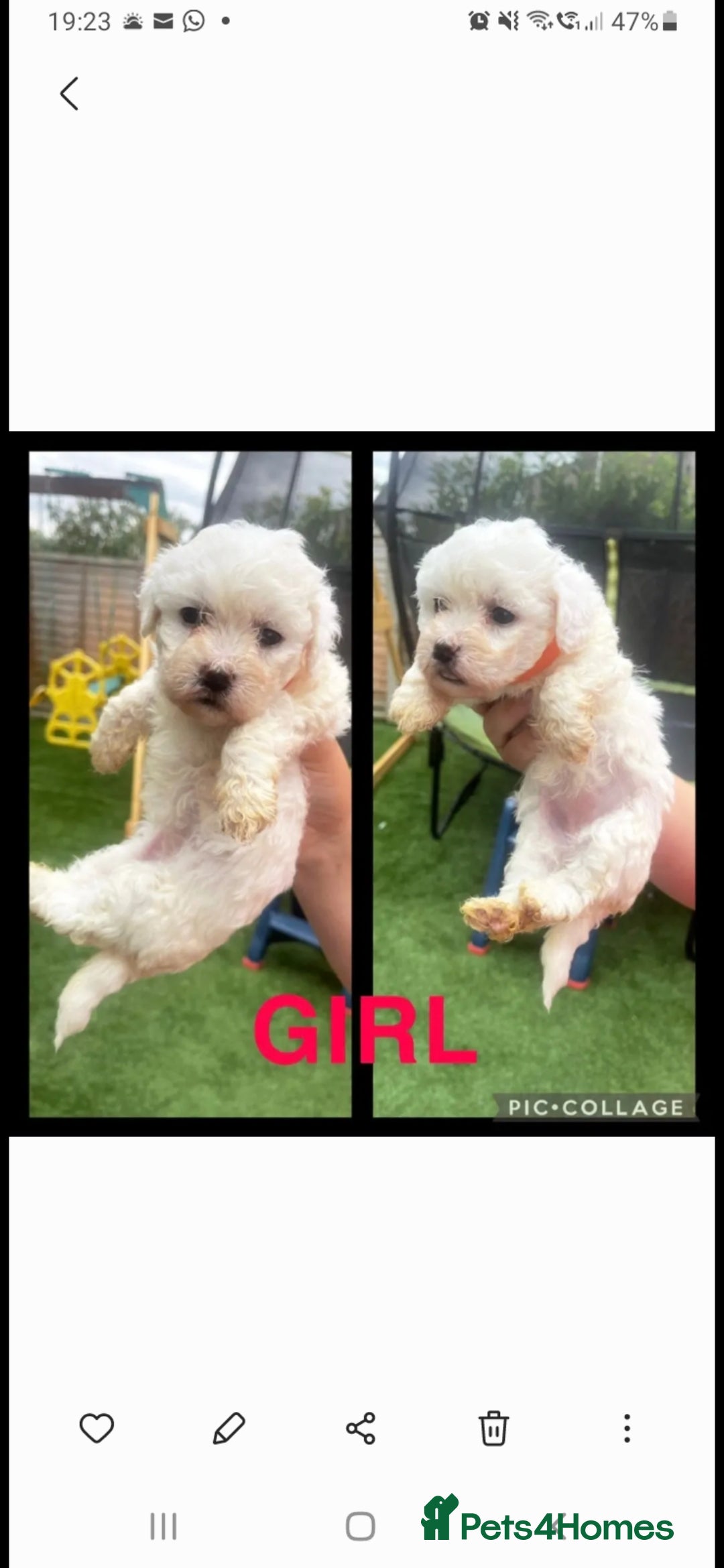 Bichon Frise dogs for stud: KC REGISTERED PROVEN STUD BEST BY FAR OVER 200 pu in Harlow - Image 10