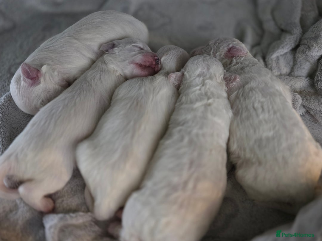 Bichon Frise dogs for sale: Pure Bichon Frise, 5 males  - Image 1