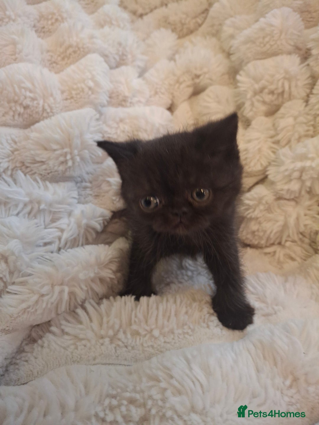 Exotic cats for sale: Beautiful Exotic kittens💫 - Image 7