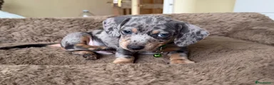 Miniature Dachshund Puppy 1
