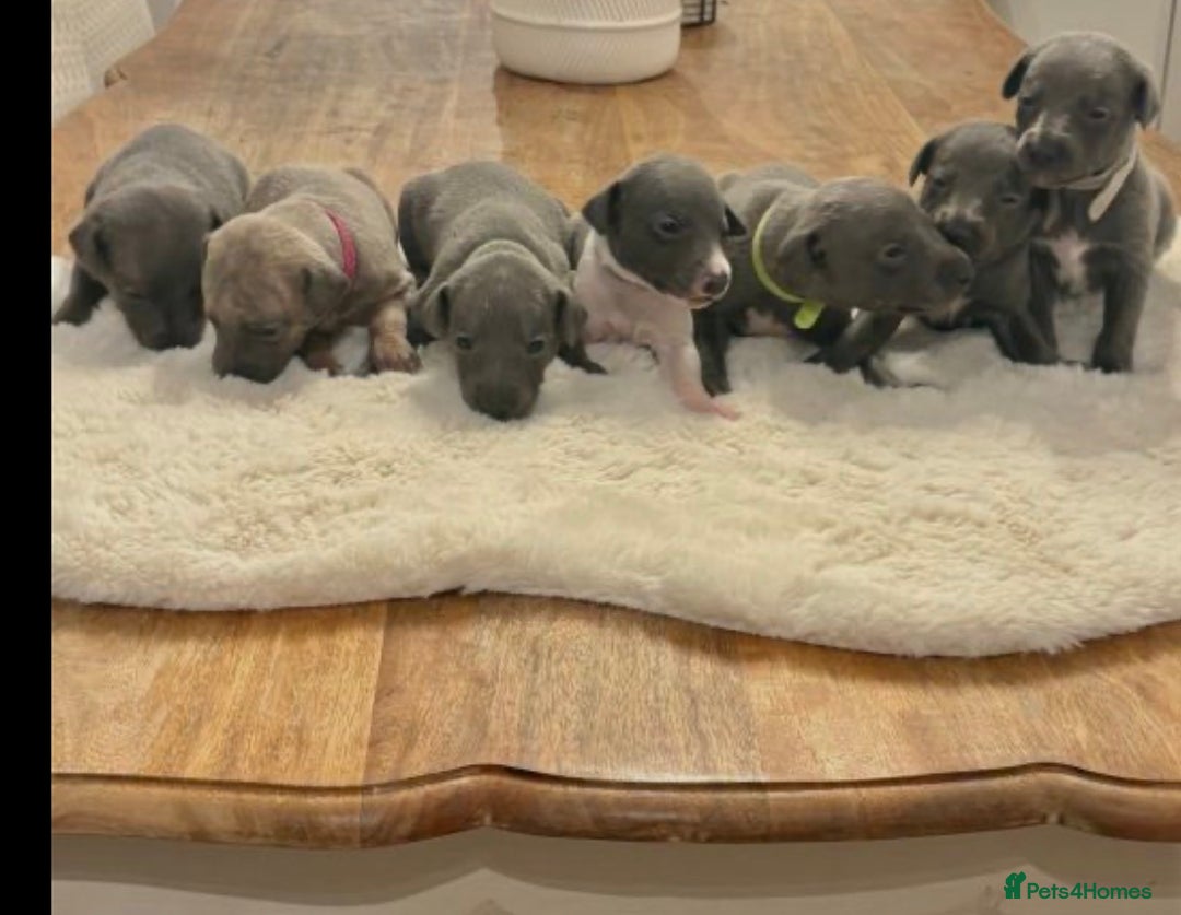 Whippet dogs for sale: beautiful KC whippets  - Advert 1