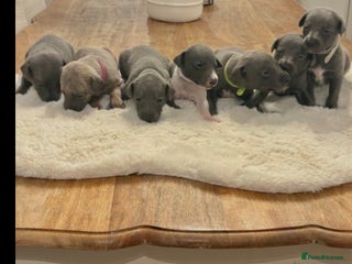 Whippet dogs beautiful KC whippets - Advert 12