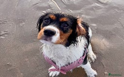 Cockalier dogs for sale: Rehoming Two Young Female Spaniels  - Image 27