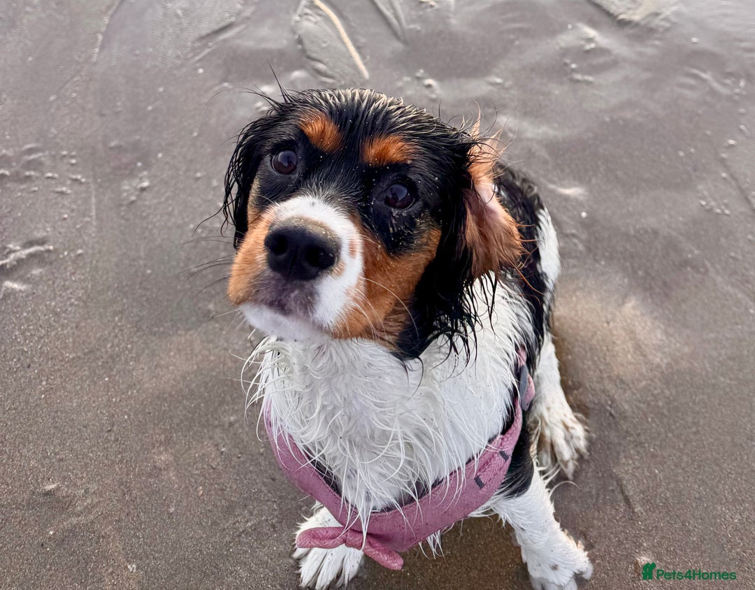 Cockalier dogs for sale: Rehoming Two Young Female Spaniels  - Image 27