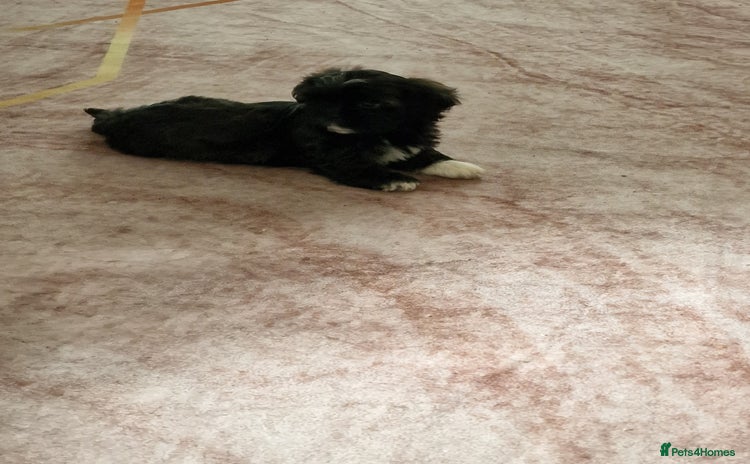Shih Tzu dogs - Advert 1