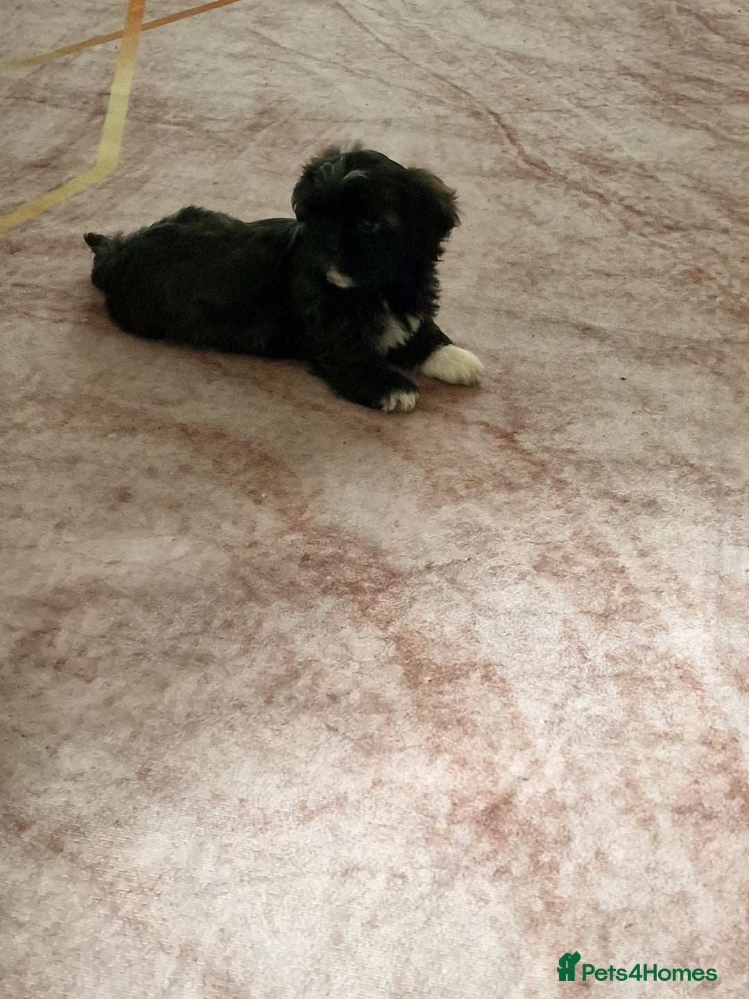 Shih Tzu dogs for sale: is ready for a new loving family  - Image 1