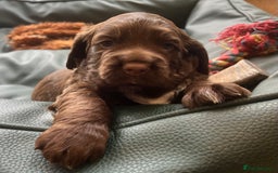 Cocker Spaniel dogs for sale: Gorgeous KC Cocker Boy - Image 4