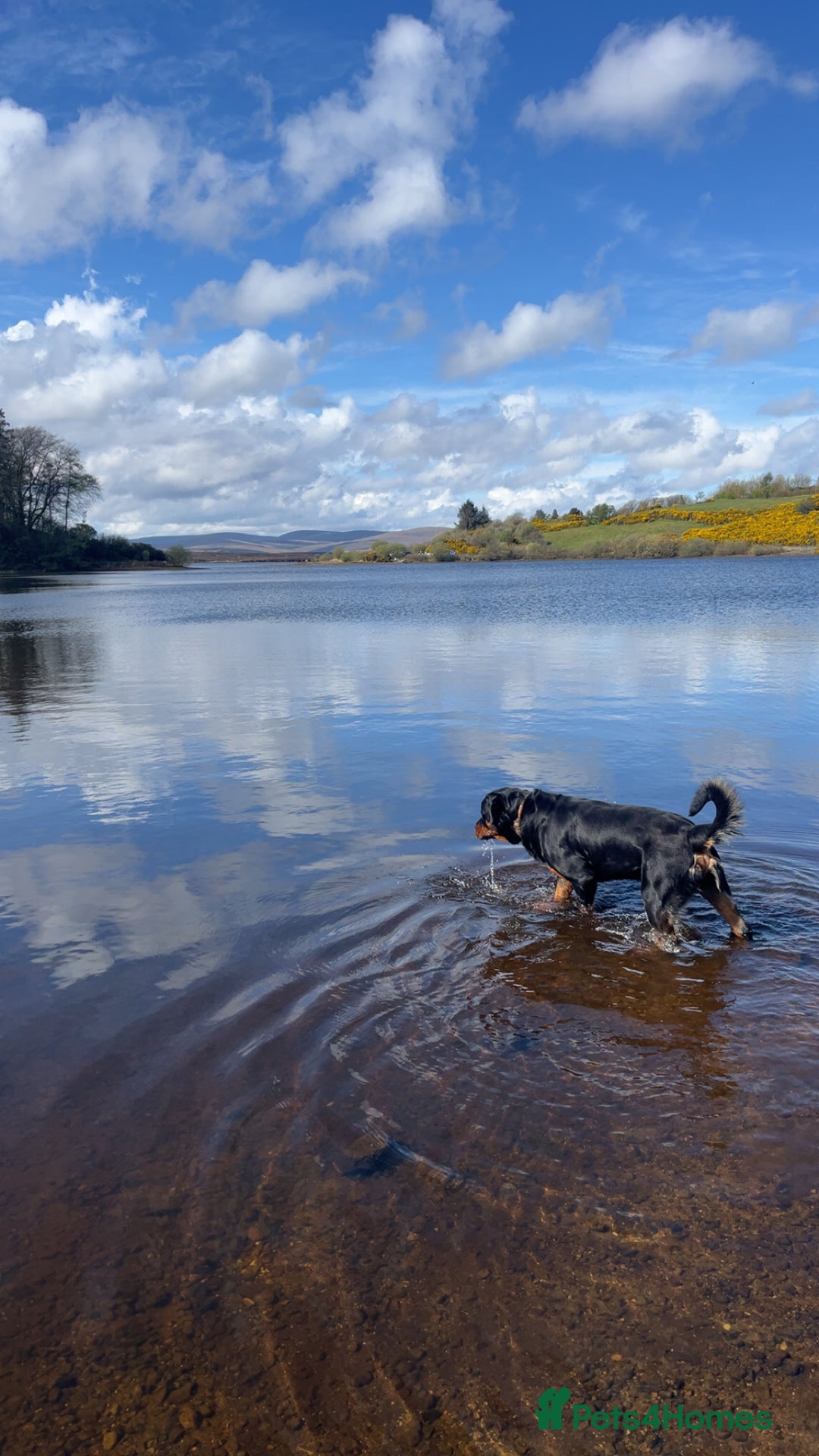 Rottweiler dogs for stud: Rottweiler for stud - Advert 5