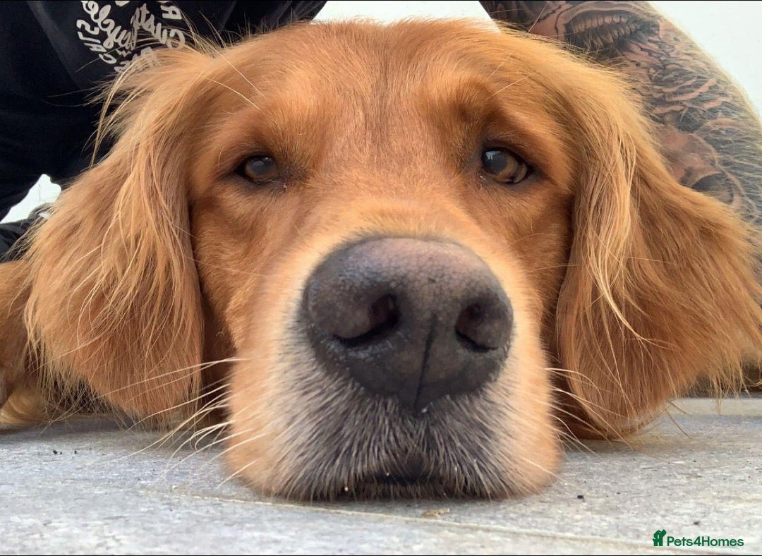 Golden Retriever dogs for sale: KC Golden Retriever Puppies – Due Early Feb - Advert 17