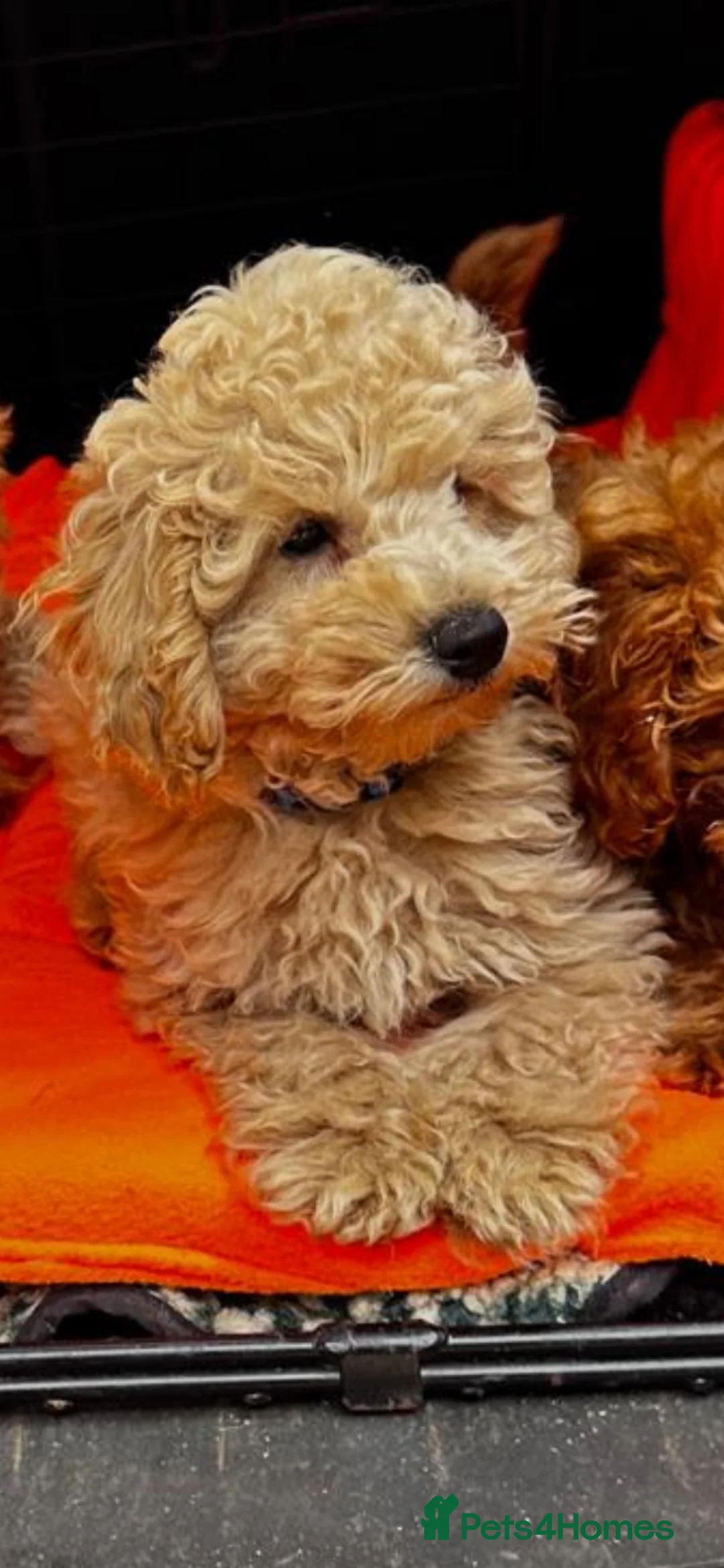 Miniature Poodle dogs for sale: ONE GORGEOUS LOVING APRICOT MINIATURE POODLE BOY - Advert 2