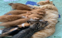 Mixed Breed cats for sale: Gorgeous Kittens Looking for New Homes  - Image 8