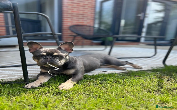 French Bulldog dogs - Advert 6