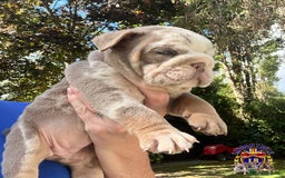 English Bulldog dogs for sale: QUALITY ENGLISH BULLDOG PUPPIES - Image 1