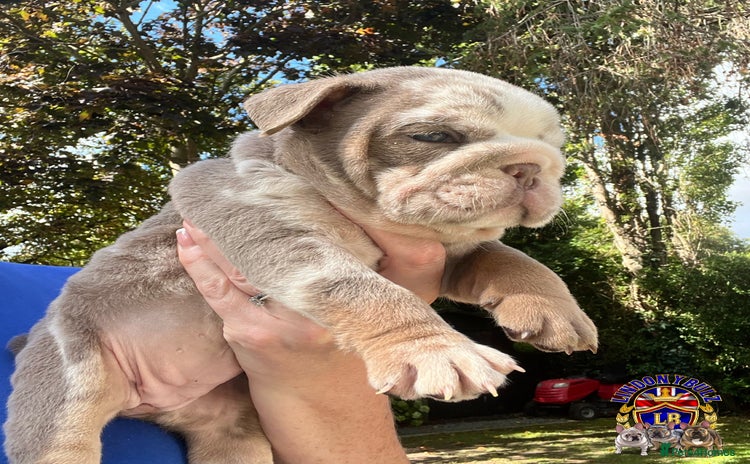 English Bulldog dogs - Advert 1