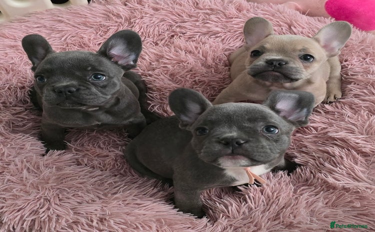 French Bulldog dogs - Advert 16