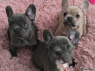 French Bulldog dogs - Advert 2