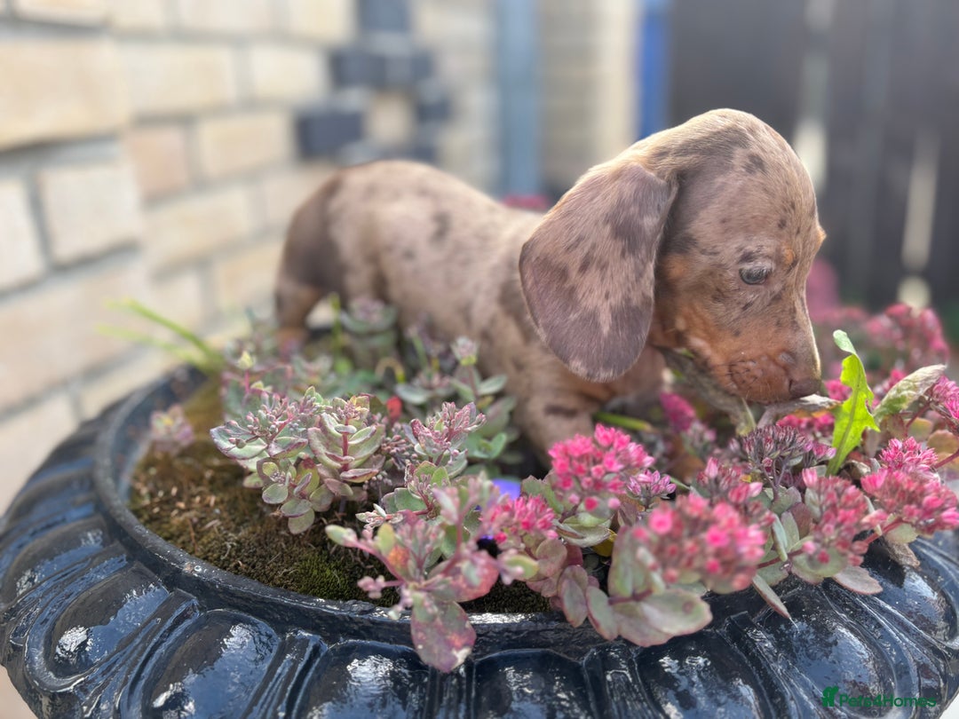Miniature Dachshund dogs for sale: Miniature Dutch hound - Image 7