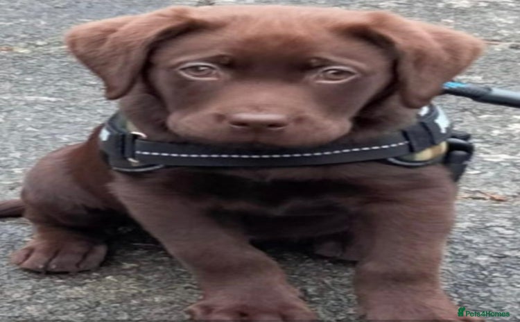 Labrador Retriever dogs - Advert 8