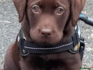 Labrador Retriever dogs - Advert 3