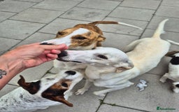 Greyhound dogs for sale: 2 Female Greyhounds - Image 1