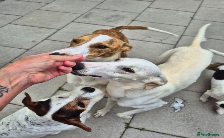 Greyhound dogs - Advert 1