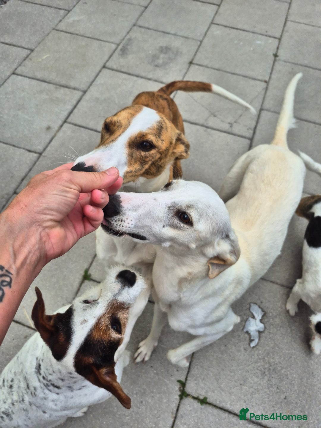 Greyhound dogs for sale: 2 Female Greyhounds - Image 1