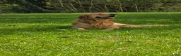 Golden Retriever dogs for stud: KC Registered Golden Retriever Stud Dog DNA Tested - Advert 4