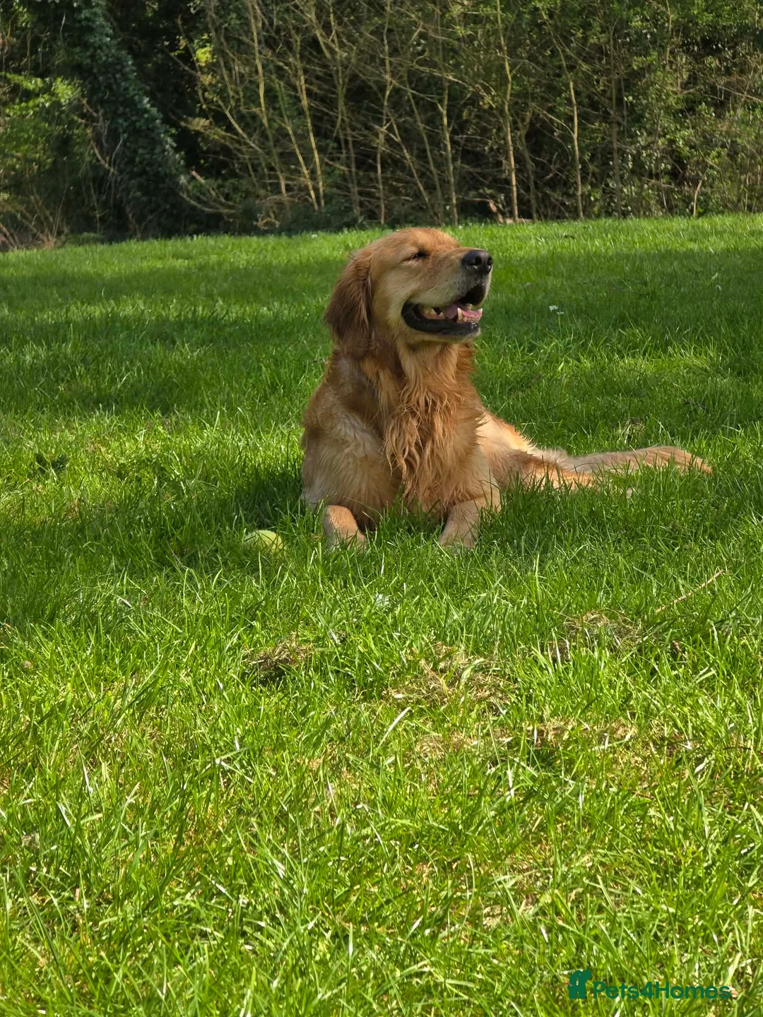 Golden Retriever dogs for stud: KC Registered Golden Retriever Stud Dog DNA Tested - Advert 4