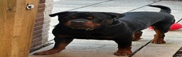 Rottweiler dogs for sale: Rottweiler needs a loving forever home  - Advert 2