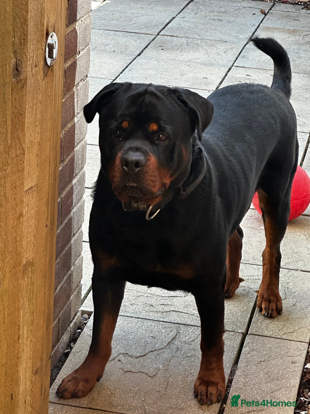 Rottweiler dogs for sale: Rottweiler needs a loving forever home  - Advert 2