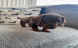 Miniature Dachshund dogs for sale: 3 Beautiful Chocolate and Tan Girls  - Advert 6