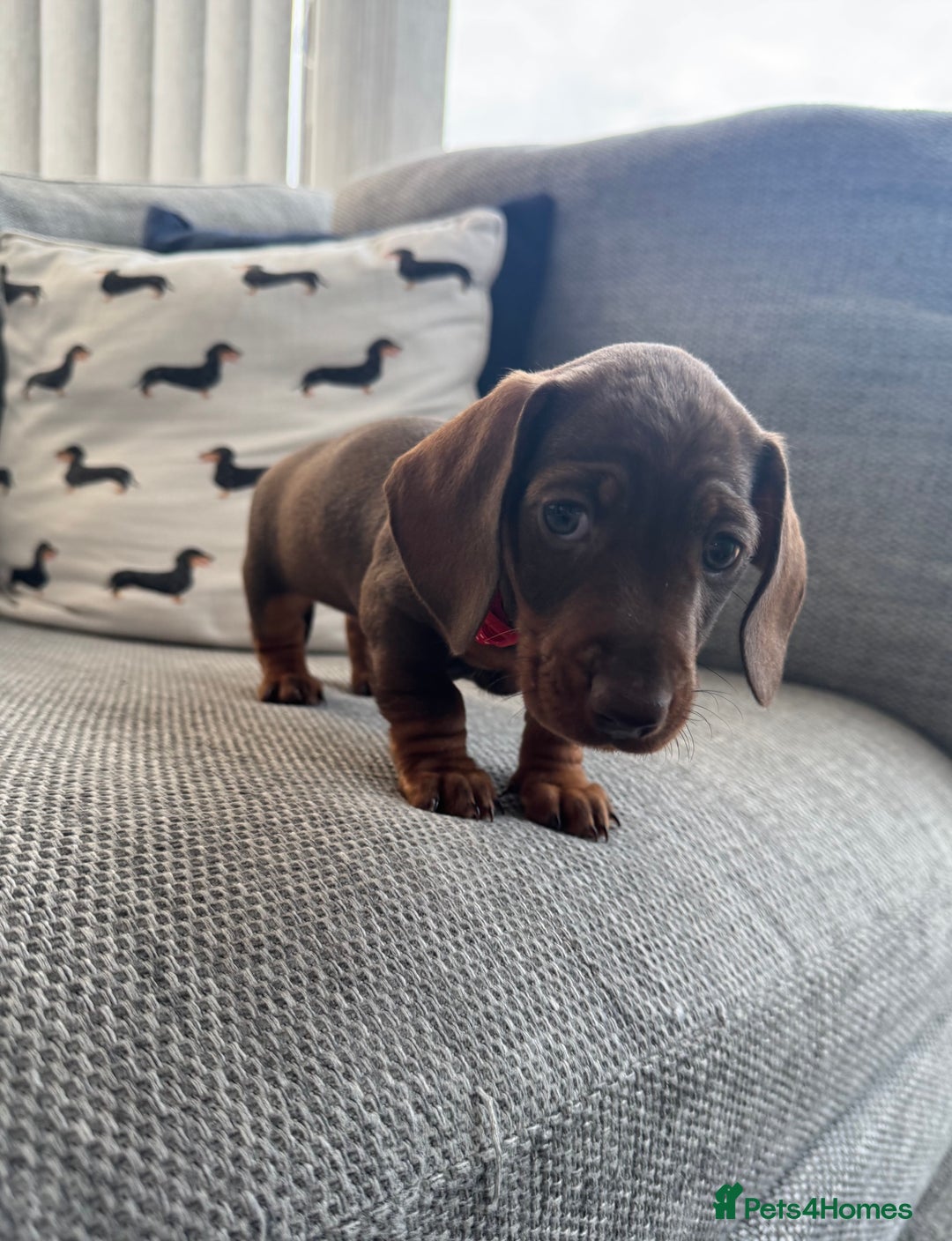 Miniature Dachshund dogs for sale: 3 Beautiful Chocolate and Tan Girls  - Advert 6