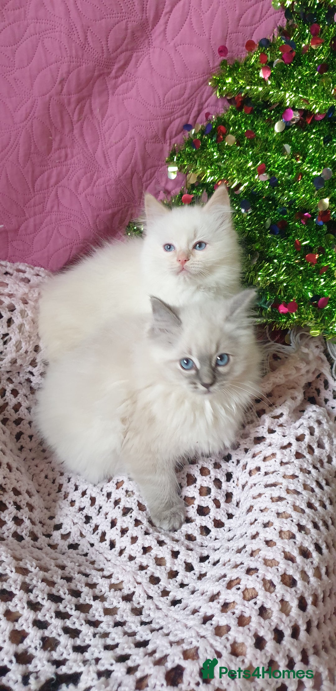 Ragdoll cats for sale: 💗Stunning GCCF registered Ragdoll Kittens. - Advert 7