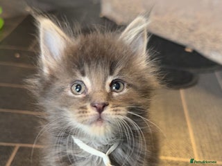 Maine Coon cats - Advert 30