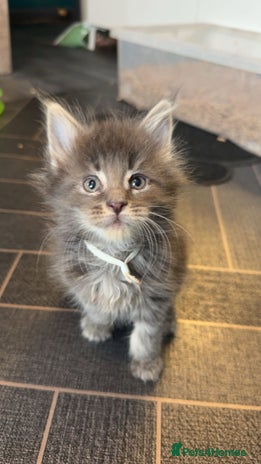 Maine Coon cats - Advert 1