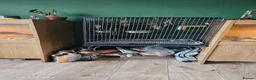 Conures birds for sale: Conure - Advert 3