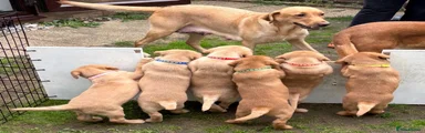 Labrador Retriever 4