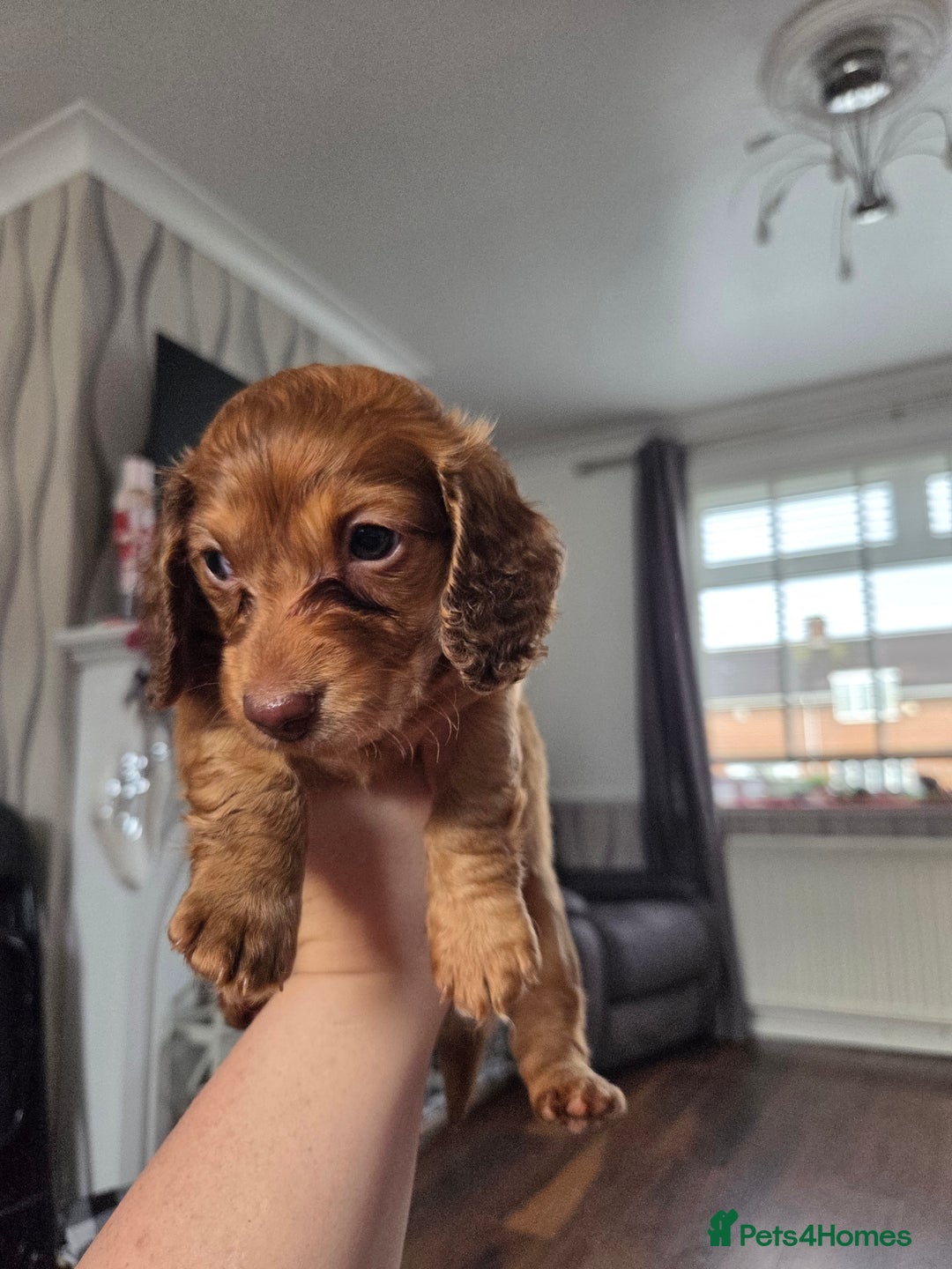 Dachshund dogs for sale: Sweet Male Dachshunds - Advert 1