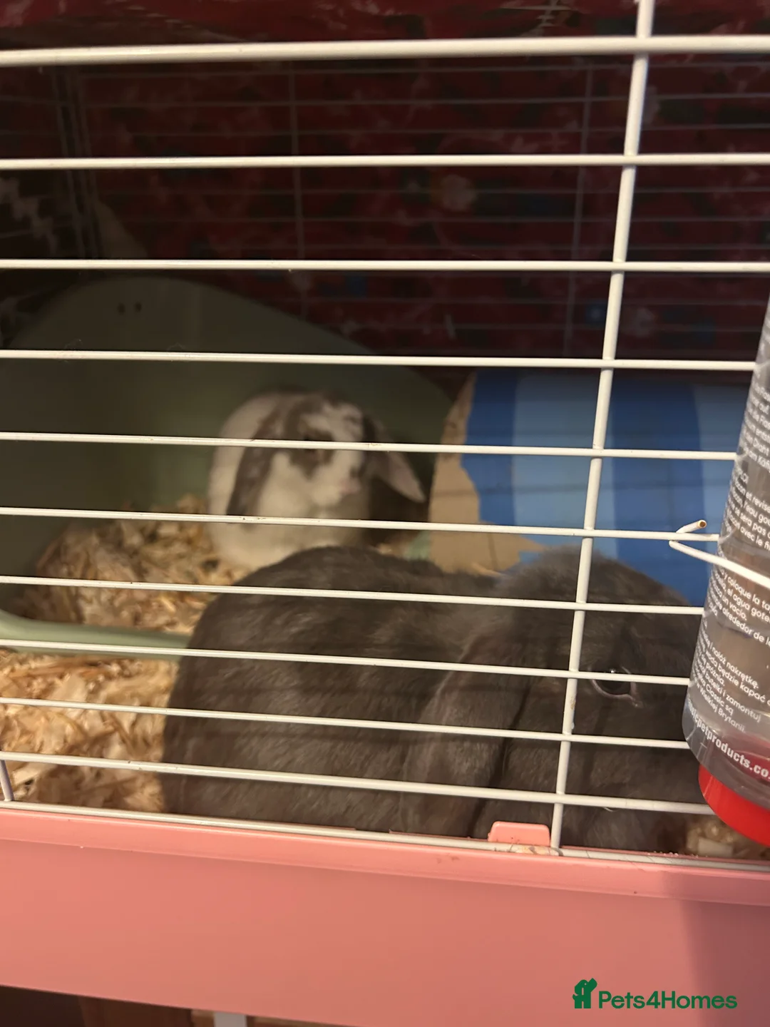 Mini Lop rabbits for sale: Gorgeous female bunny and male baby bunny  - Advert 4