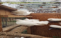 Pigeons birds for sale: Fantails and Iranian pigeons  - Advert 1