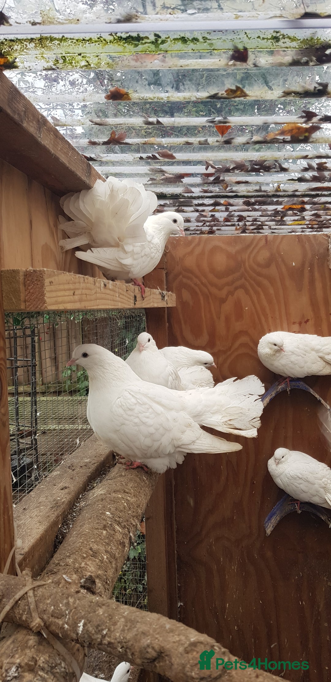 Pigeons birds for sale: Fantails and Iranian pigeons  - Advert 1