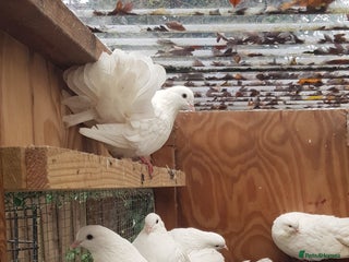 Pigeons birds Fantails and Iranian pigeons - Advert 2